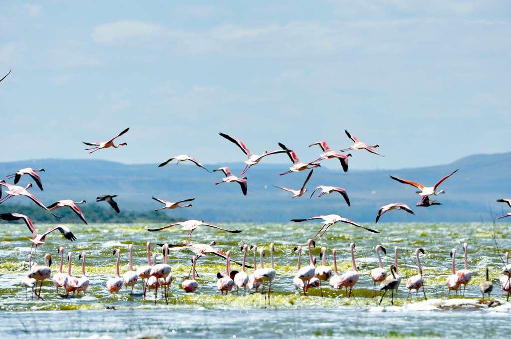 Lake Elmenteita Serena Camp 외부 사진