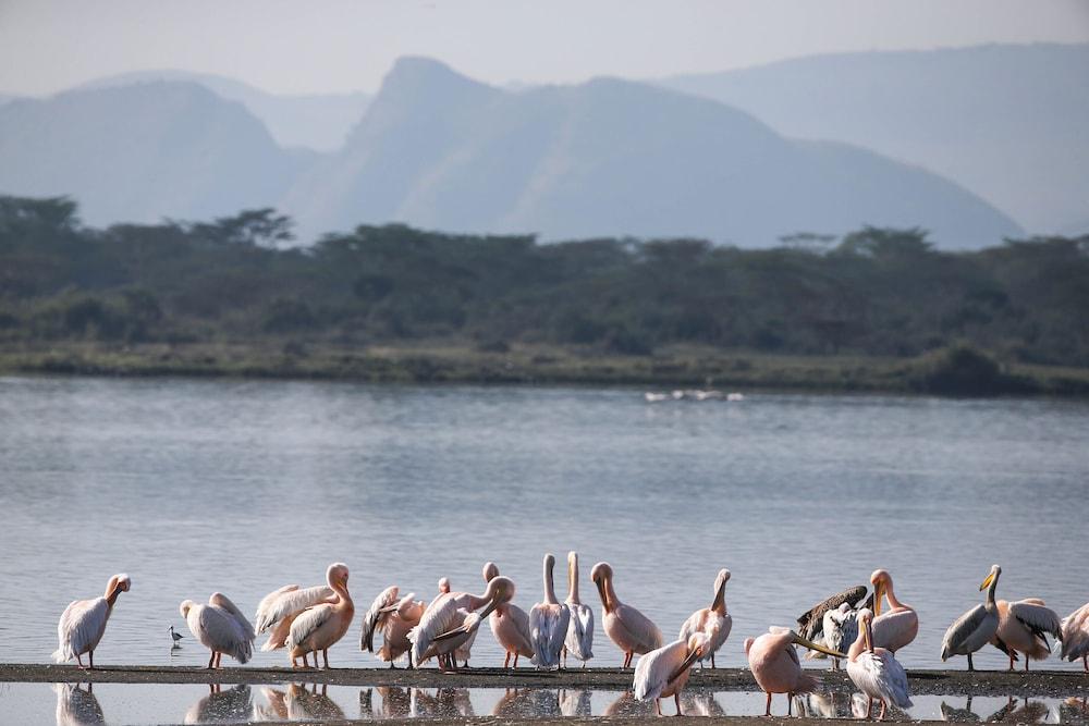 Lake Elmenteita Serena Camp 외부 사진