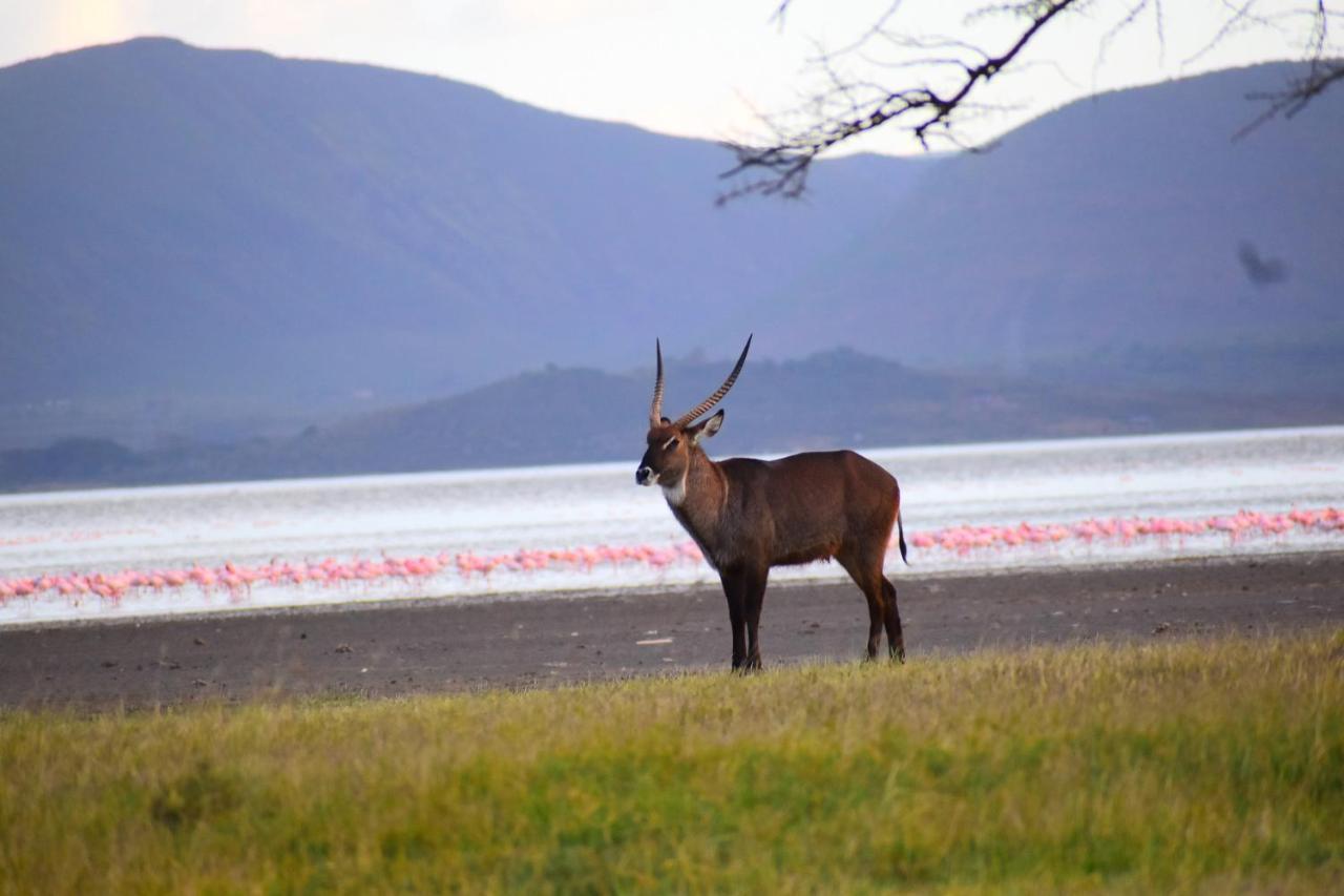 Lake Elmenteita Serena Camp 외부 사진