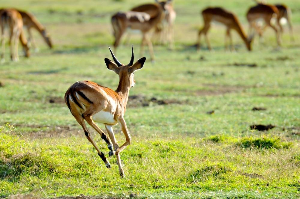 Lake Elmenteita Serena Camp 외부 사진
