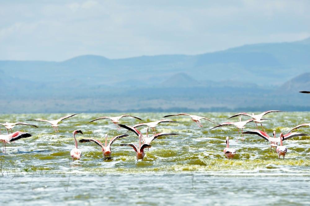 Lake Elmenteita Serena Camp 외부 사진